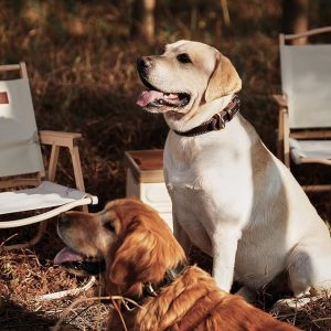 Brown Leather Dog Collar